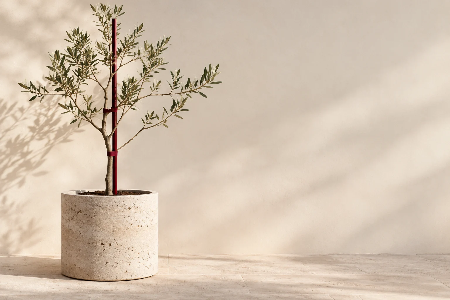 A young olive tree supported by a burgundy stake in a pale stone planter.
